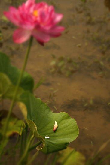 ひとひらの花びら 花詩集 ひとひらの花びら 花詩集