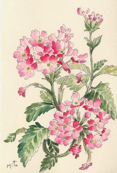 ピンクのバーベナ2 水彩画 油絵画家 永月水人のart life ピンクのバーベナ2 水彩画 油絵画家 永月水人のart life
