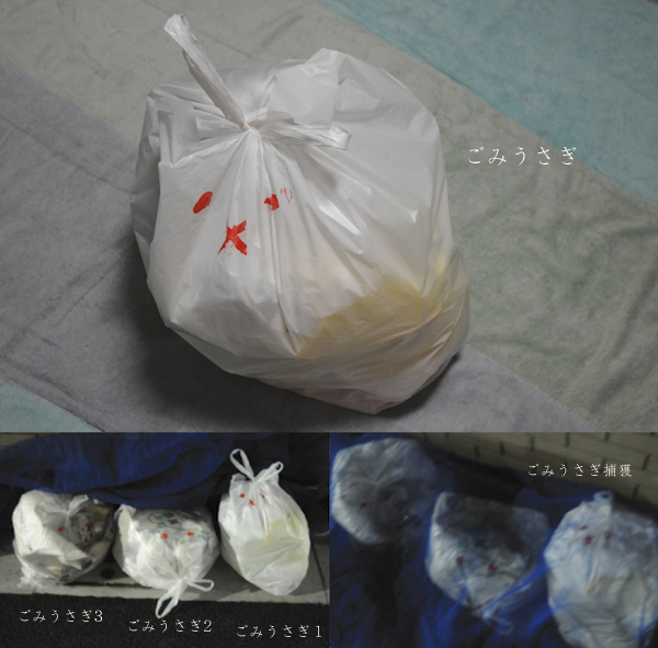 ごみうさぎ Maki Saegusa ごみうさぎ Maki Saegusa