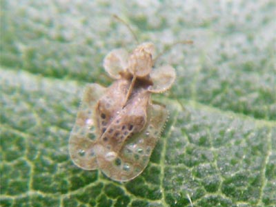 害虫ひっそり発生中 松山でアウトドアと園芸 研究 害虫ひっそり発生中 松山でアウトドアと園芸 研究
