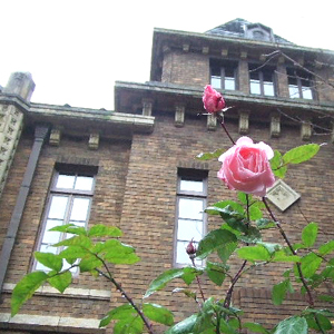 駒場バラ会の歴史_a0094959_1371016.jpg