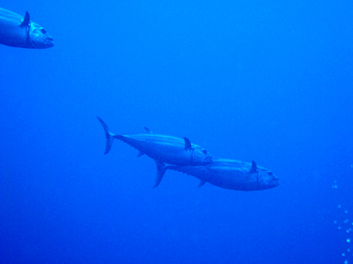 魚は???_d0113459_19551994.jpg