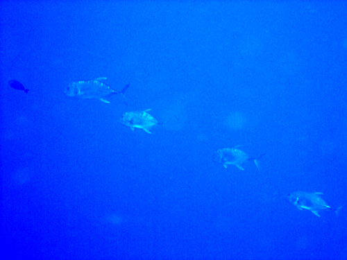 魚は???_d0113459_19552996.jpg