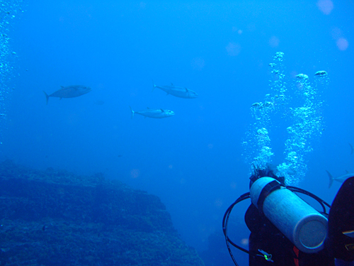魚は???_d0113459_1955960.jpg