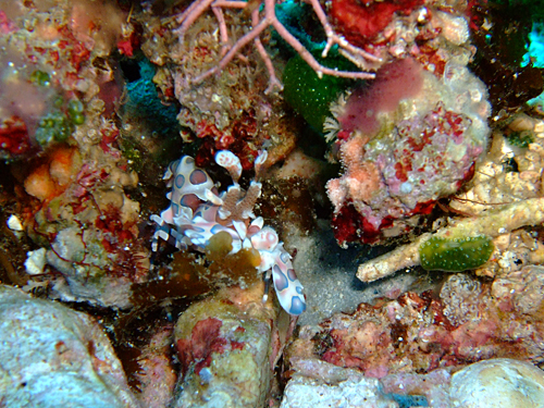魚は???_d0113459_2002635.jpg
