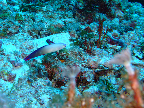魚は???_d0113459_201586.jpg