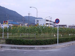 海田町曙町のひまわり満開~ひまわり風車で電光掲示板も_b0095061_805784.jpg