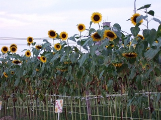 海田町曙町のひまわり満開~ひまわり風車で電光掲示板も_b0095061_811587.jpg