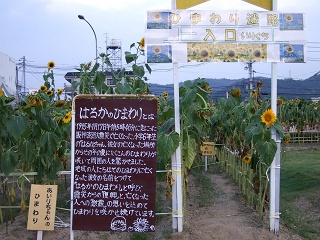 海田町曙町のひまわり満開~ひまわり風車で電光掲示板も_b0095061_821827.jpg