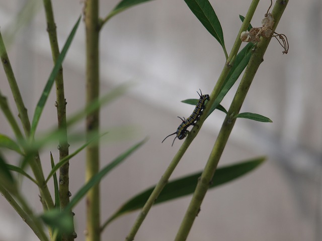 b0135573_2137438.jpg