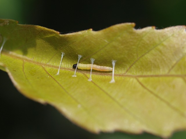 b0135573_2138615.jpg