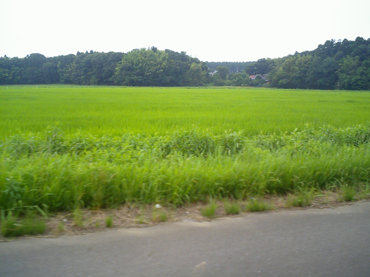 b0155973_1245338.jpg