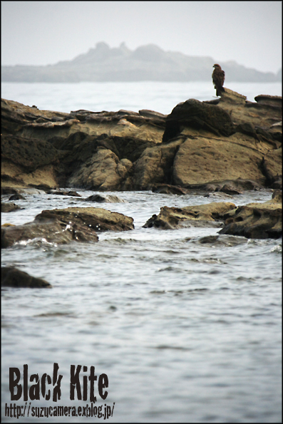 Black Kite_f0100215_23142375.jpg