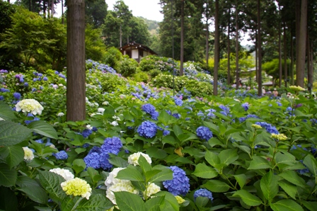 三室戸寺　その9_d0073418_1564193.jpg