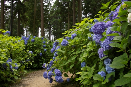 三室戸寺　その9_d0073418_157445.jpg