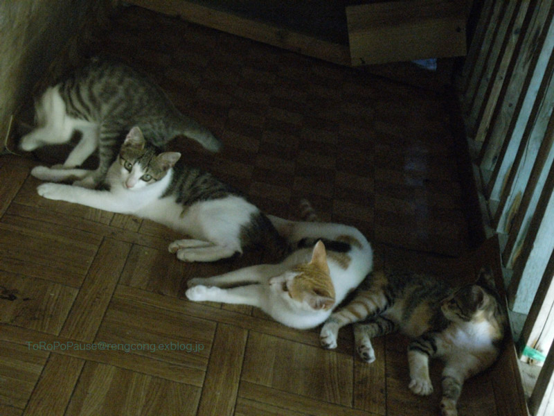 4人兄弟_e0132518_20291254.jpg