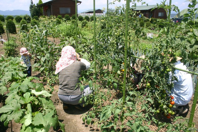 「美代子の畑」夏野菜の収穫_f0175331_15171489.jpg