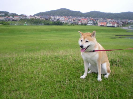 ２００８年７月１６日（水）愛ちゃんの野生の小国！_f0060461_916250.jpg