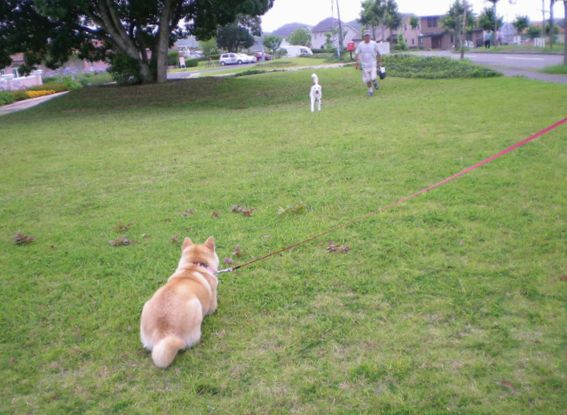 ２００８年７月１６日（水）愛ちゃんの野生の小国！_f0060461_943522.jpg