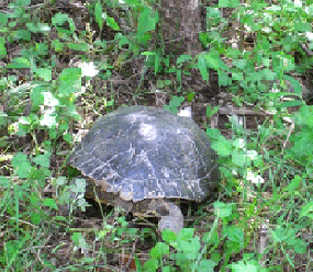 a0086067_6285947.gif
