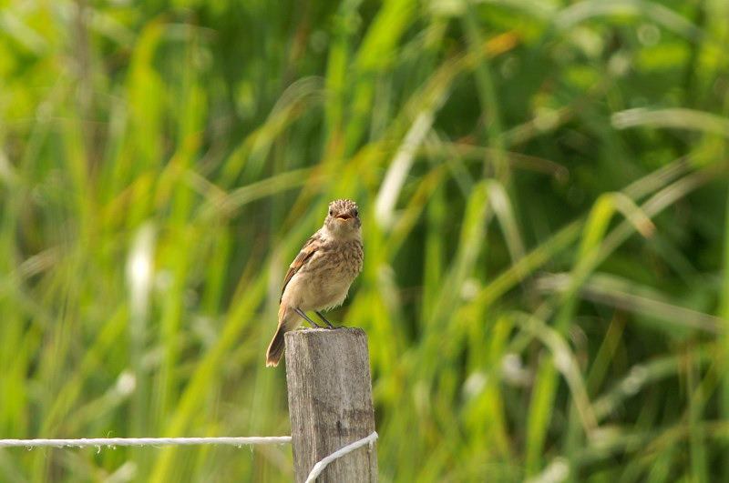 ノビタキ幼鳥_f0053272_1438964.jpg
