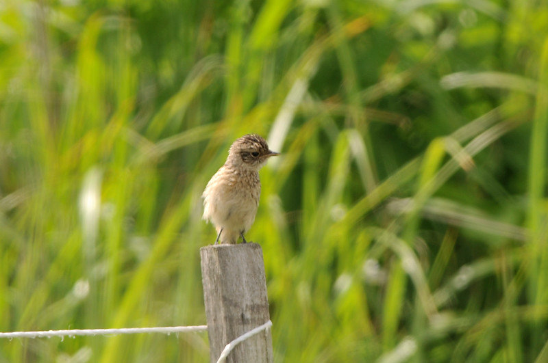 ノビタキ幼鳥_f0053272_14405892.jpg