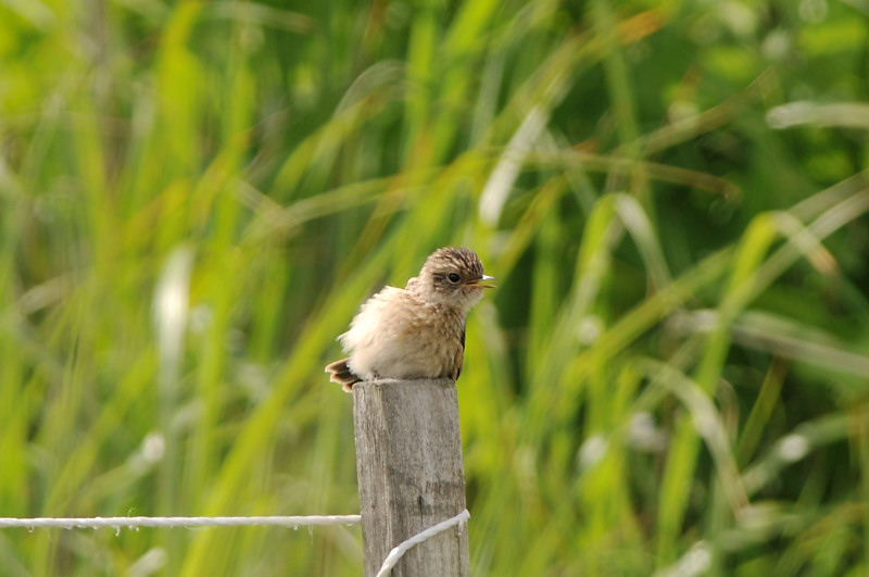 ノビタキ幼鳥_f0053272_14455796.jpg