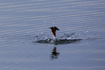 野鳥アルバム_b0047179_14255051.jpg