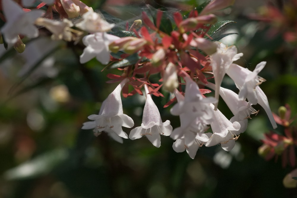 ハナツクバネウツギ 花衝羽根空木 蜜を求めて 身近な自然を撮る
