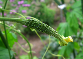 留守の間，野菜も害虫も育ってました_c0151898_22545763.jpg