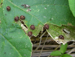 留守の間，野菜も害虫も育ってました_c0151898_22551255.jpg