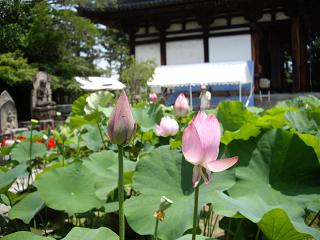 日帰り奈良散策記1 --- 蓮の花 --- _f0042307_1102315.jpg