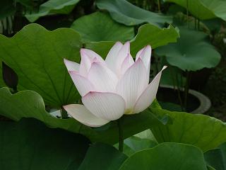 日帰り奈良散策記1 --- 蓮の花 --- _f0042307_11038100.jpg