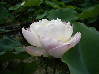 日帰り奈良散策記1 --- 蓮の花 --- _f0042307_111751.jpg