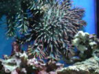 サンシャイン国際水族館3 サンゴ礁が危ないの巻_f0178313_8463660.jpg