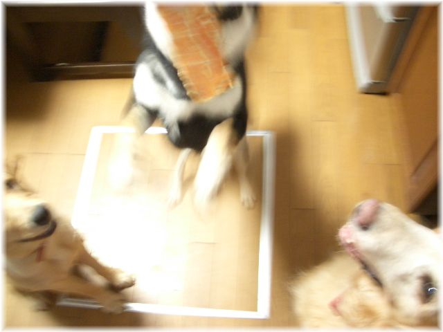 孫と犬に癒されます。_c0066514_22304264.jpg