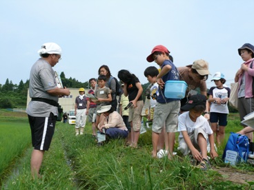 田んぼの生きもの観察会_e0097615_9474149.jpg