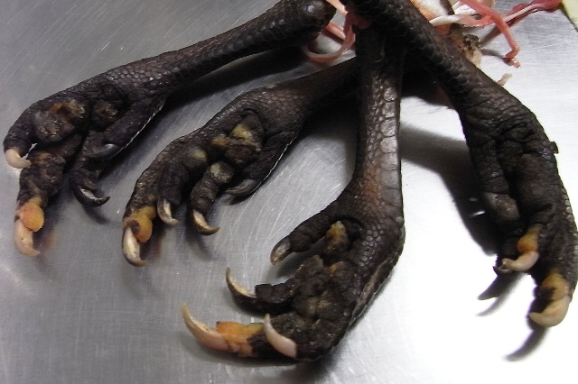 恐竜の足 ハナトモのベルギー スウェーデン オーストラリア シンガポール日記