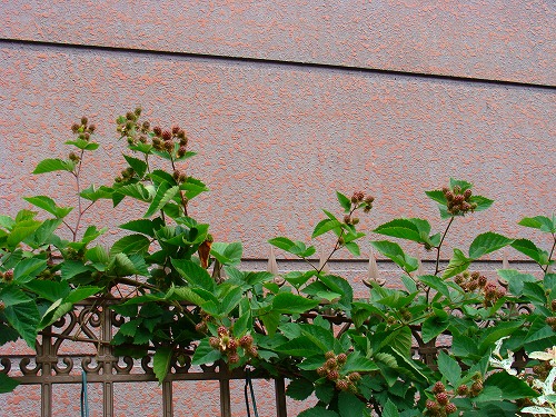 f0170524_11392851.jpg