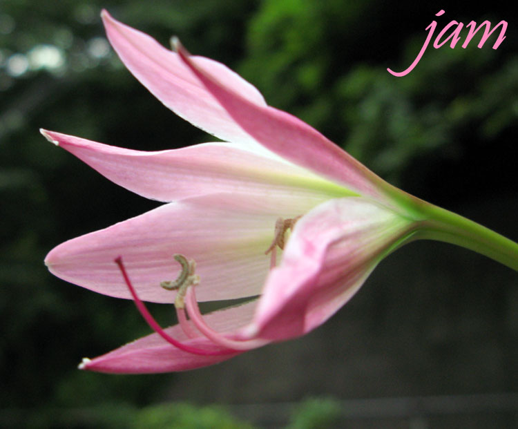 花言葉は どこか遠くに行きたい インドハマユウ Jam S Blog 花言葉は どこか遠くに行きたい インドハマユウ Jam S Blog