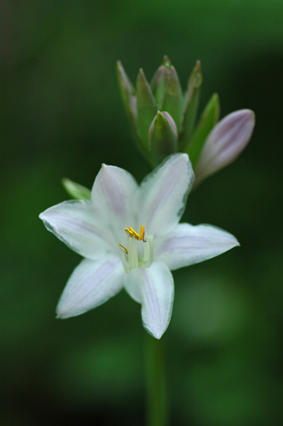 今朝の花たち_e0099737_2112937.jpg