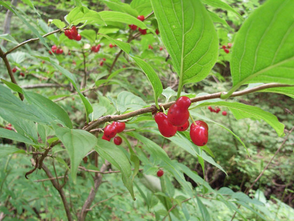 c0047341_9172356.jpg