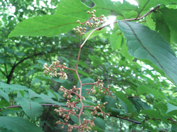 c0047341_97691.jpg