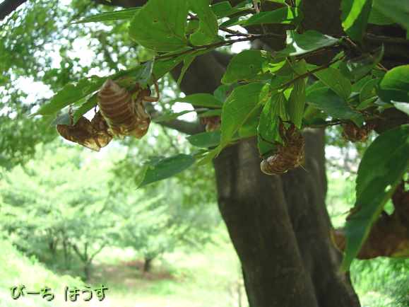 a0095546_15461544.jpg