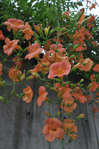c0093046_6103558.gif