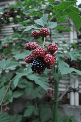 c0093046_6105723.gif