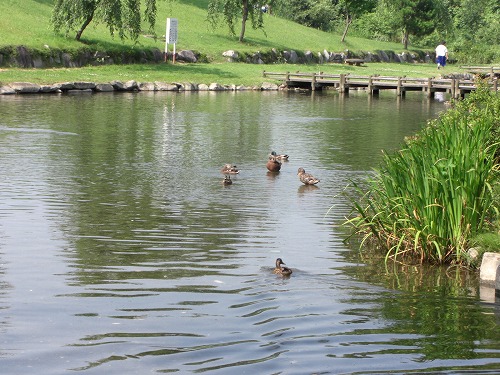 六日町の坂戸銭淵公園の夏_a0084753_1658444.jpg