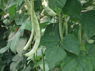 c0111557_1132479.jpg