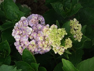 c0111557_11404656.jpg