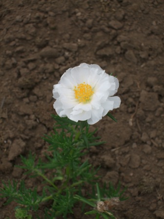 c0111557_11455730.jpg